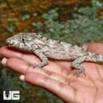 Baby Cuban False Chameleons (Anolis barbatus) For Sale - Underground Reptiles