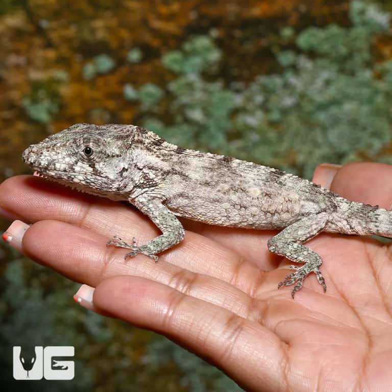 Baby Cuban False Chameleons For Sale - Underground Reptiles