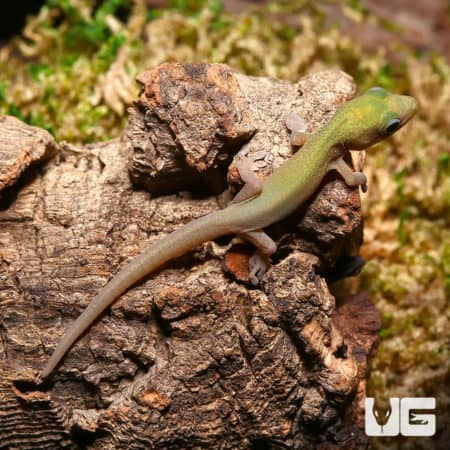 Gold Dust Day Geckos (P. laticauda angularis) For Sale - Underground Reptiles