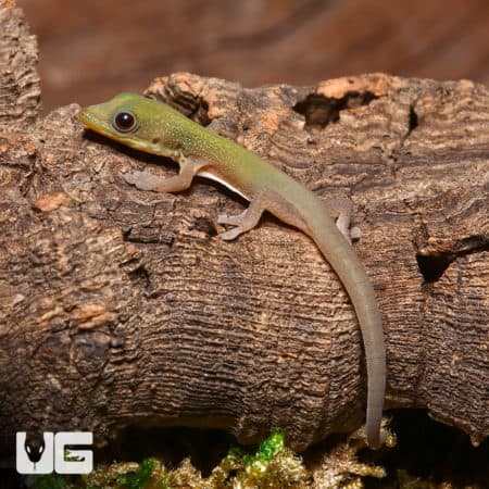 Gold Dust Day Geckos (P. laticauda angularis) For Sale - Underground Reptiles