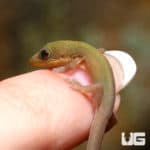 Gold Dust Day Geckos (P. laticauda angularis) For Sale - Underground Reptiles