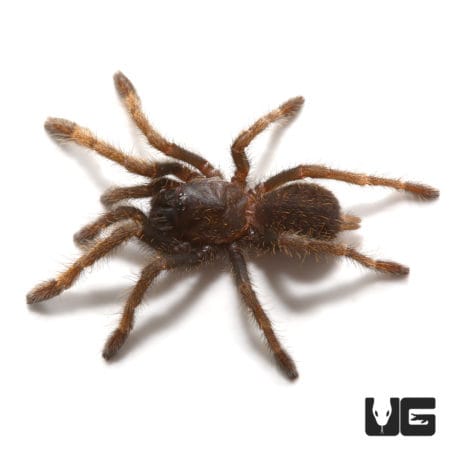 "Ho Chi Minh'' Tarantula (Ornithoctoninae sp. "Ho Chi Minh'') For sale - Underground Reptiles