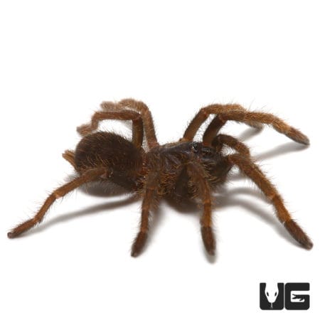 "Ho Chi Minh'' Tarantula (Ornithoctoninae sp. "Ho Chi Minh'') For sale - Underground Reptiles