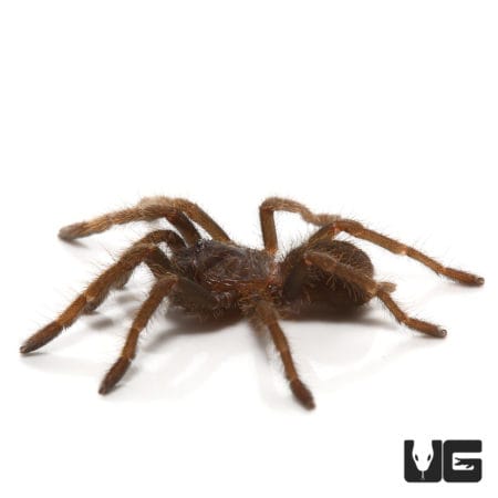 "Ho Chi Minh'' Tarantula (Ornithoctoninae sp. "Ho Chi Minh'') For sale - Underground Reptiles