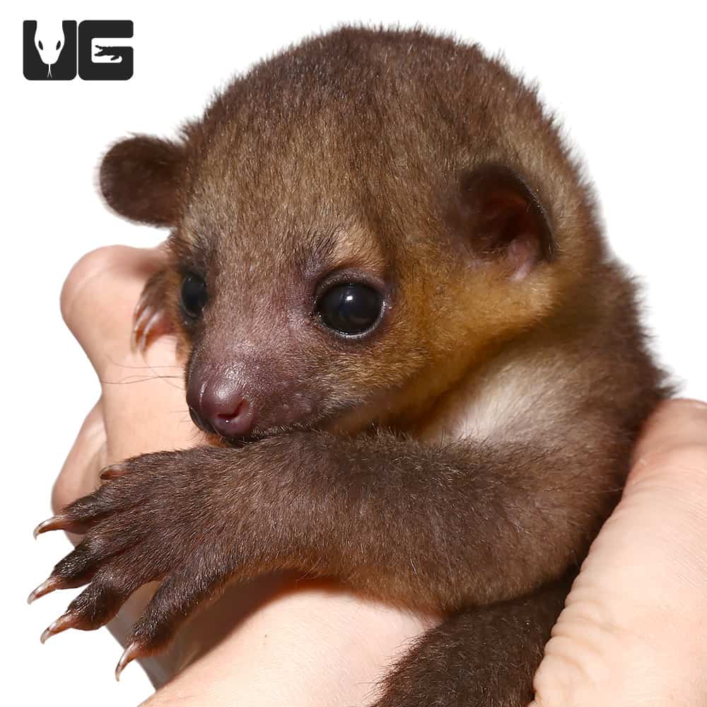 Baby kinkajou for sale