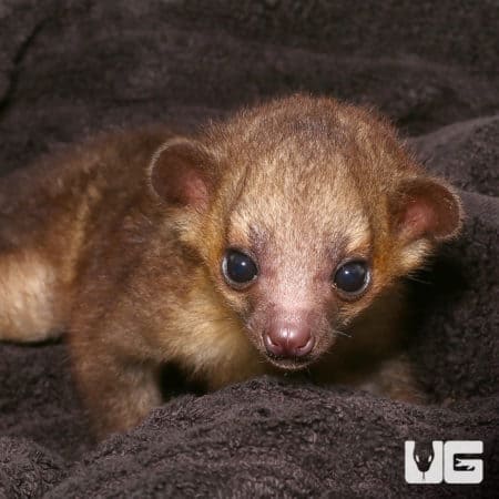 Cute Baby Kinkajous (Potos flavus) For Sale - Underground Reptiles