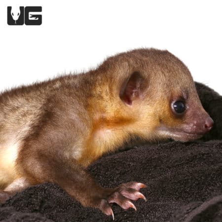 Cute Baby Kinkajous (Potos flavus) For Sale - Underground Reptiles