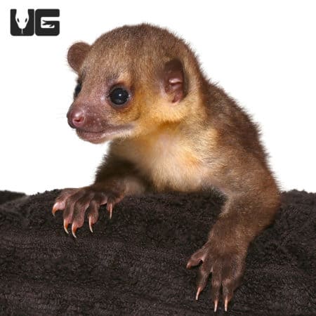 Cute Baby Kinkajous (Potos flavus) For Sale - Underground Reptiles