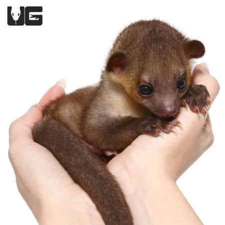 Cute Baby Kinkajous (Potos flavus) For Sale - Underground Reptiles