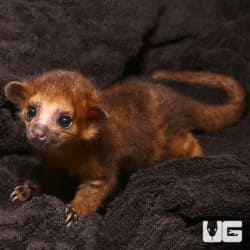 Cute Baby Kinkajous (Potos flavus) For Sale - Underground Reptiles