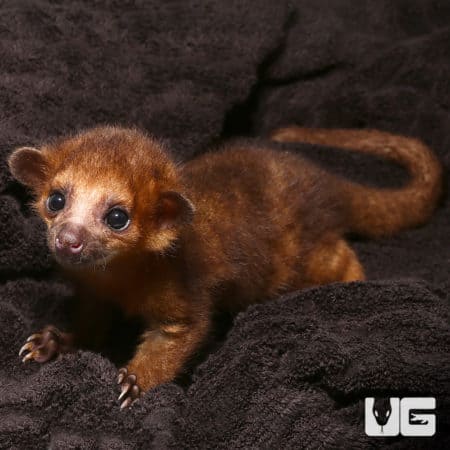 Cute Baby Kinkajous (Potos flavus) For Sale - Underground Reptiles