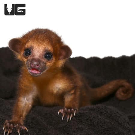 Cute Baby Kinkajous (Potos flavus) For Sale - Underground Reptiles