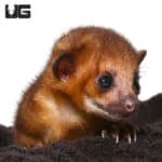 Cute Baby Kinkajous (Potos flavus) For Sale - Underground Reptiles