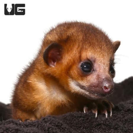 Cute Baby Kinkajous (Potos flavus) For Sale - Underground Reptiles
