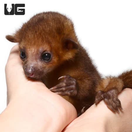 Cute Baby Kinkajous (Potos flavus) For Sale - Underground Reptiles