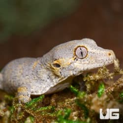 Baby Low Expression Orange Blotched Gargoyle Geckos (Rhacodactylus auriculatus) For Sale - Underground Reptiles
