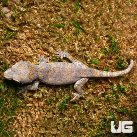 Baby Low Expression Orange Blotched Gargoyle Geckos (Rhacodactylus auriculatus) For Sale - Underground Reptiles