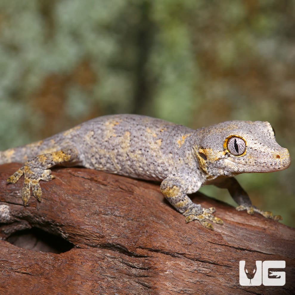 Baby Low Expression Orange Blotched Gargoyle Gecko (Rhacodactylus ...