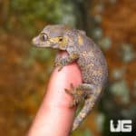 Baby Low Expression Orange Blotched Gargoyle Geckos (Rhacodactylus auriculatus) For Sale - Underground Reptiles