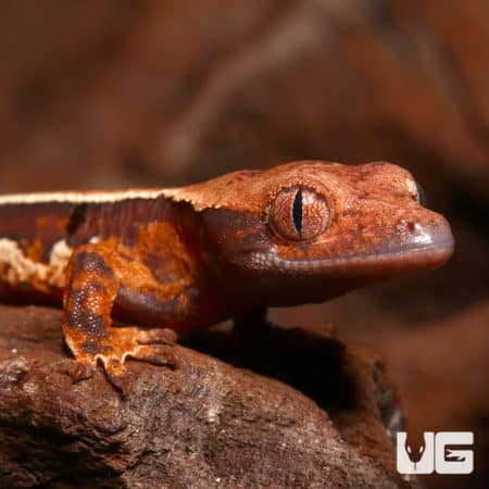 Baby Orange And Cream Pattern With Dark Red Base Pinstripe Harlequin Crested Gecko (Correlophus ciliatus) For Sale - Underground Reptiles