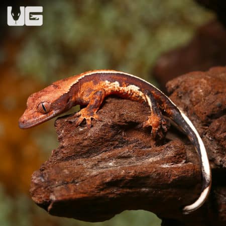 Baby Orange And Cream Pattern With Dark Red Base Pinstripe Harlequin Crested Gecko (Correlophus ciliatus) For Sale - Underground Reptiles