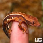 Baby Orange And Cream Pattern With Dark Red Base Pinstripe Harlequin Crested Gecko (Correlophus ciliatus) For Sale - Underground Reptiles