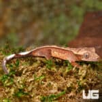 Baby Orange Base Empty Back Harlequin Pinstripe Crested Geckos (Correlophus ciliatus) For Sale - Underground Reptiles
