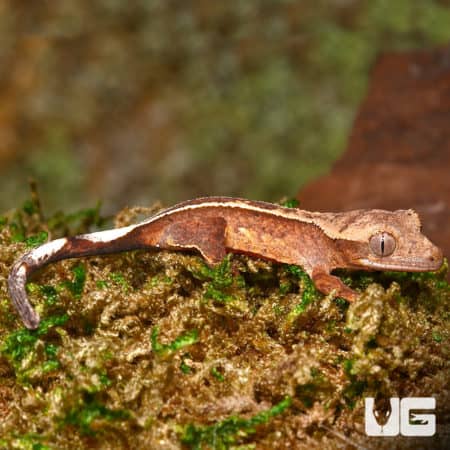 Baby Orange Base Empty Back Harlequin Pinstripe Crested Geckos (Correlophus ciliatus) For Sale - Underground Reptiles