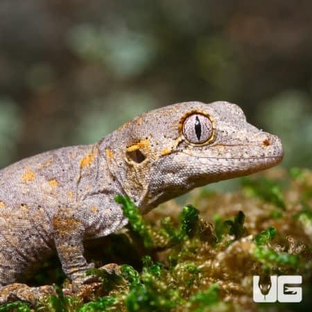 Baby Orange Blotched Gargoyle Geckos (Rhacodactylus auriculatus) For Sale - Underground Reptiles
