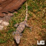 Baby Orange Blotched Gargoyle Geckos (Rhacodactylus auriculatus) For Sale - Underground Reptiles