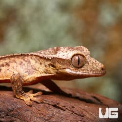 Baby Phantom Reverse Partial Pinstripe Crested Geckos (Correlophus ciliatus) For Sale - Underground Reptiles