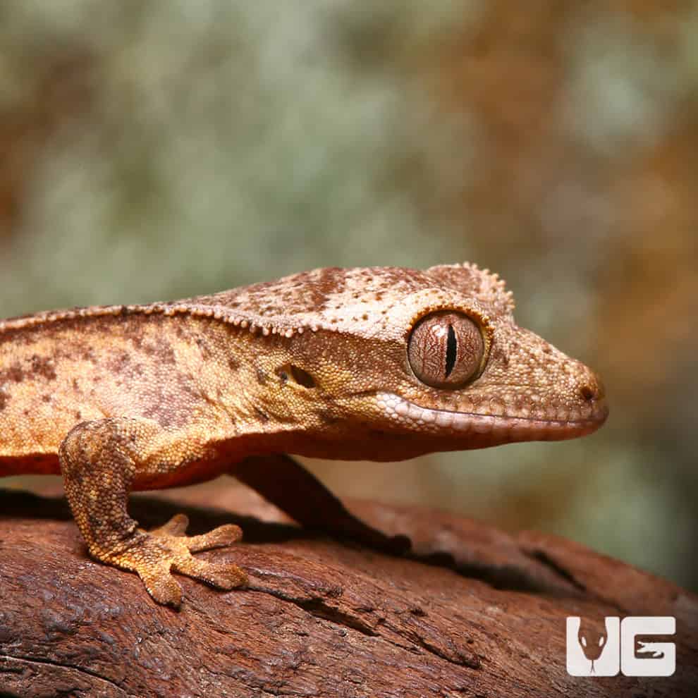 Crested & New Caledonia Geckos For Sale - Underground Reptiles