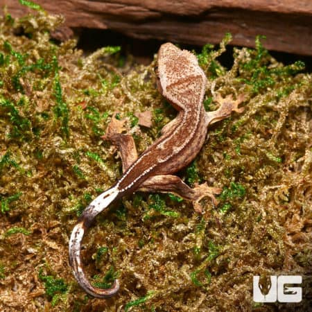 Baby Phantom Reverse Partial Pinstripe Crested Geckos (Correlophus ciliatus) For Sale - Underground Reptiles