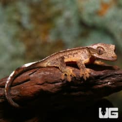 Baby Phantom Reverse Partial Pinstripe Crested Geckos (Correlophus ciliatus) For Sale - Underground Reptiles