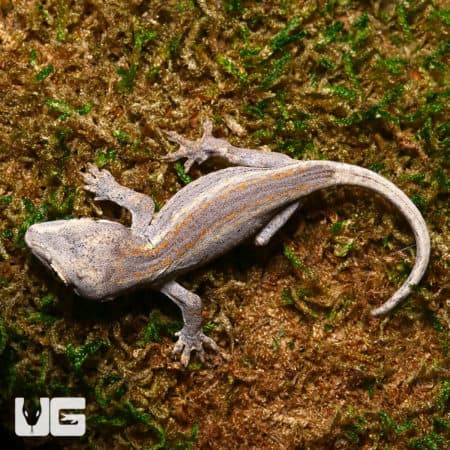 Baby Striped Gargoyle Geckos (Rhacodactylus auriculatus) For Sale - Underground Reptiles