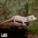 Baby Striped Gargoyle Geckos (Rhacodactylus auriculatus) For Sale - Underground Reptiles