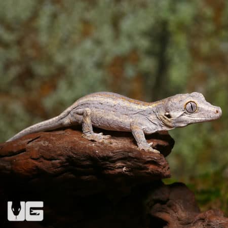 Baby Striped Gargoyle Geckos (Rhacodactylus auriculatus) For Sale - Underground Reptiles