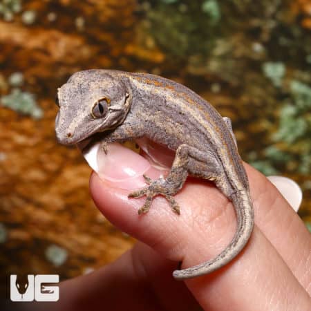 Baby Striped Gargoyle Gecko on a person's finger, showcasing its unique pattern and small size.