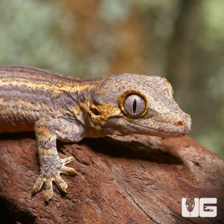 Baby Striped Gargoyle Geckos (Rhacodactylus auriculatus) For Sale - Underground Reptiles