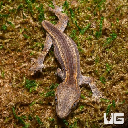 Baby Striped Gargoyle Geckos (Rhacodactylus auriculatus) For Sale - Underground Reptiles