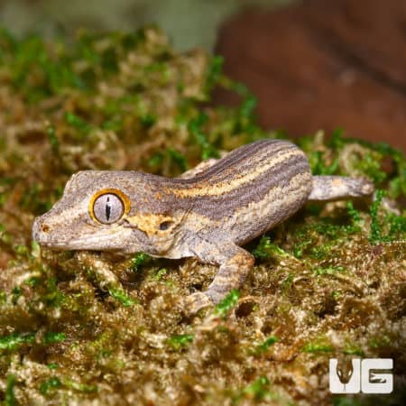 Baby Striped Gargoyle Geckos (Rhacodactylus auriculatus) For Sale - Underground Reptiles