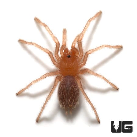 Valparaiso Rose Tarantula (Euathlus valparaiso) For sale - Underground Reptiles