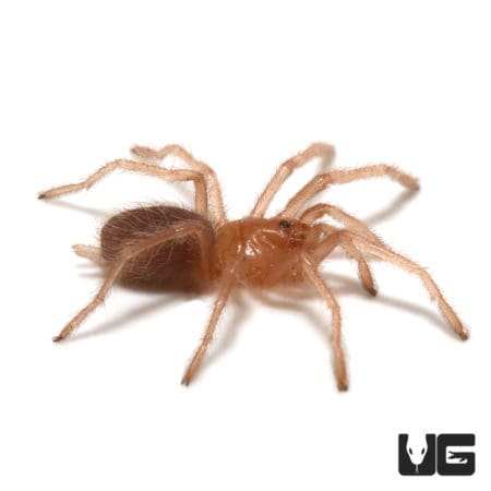 Valparaiso Rose Tarantula (Euathlus valparaiso) For sale - Underground Reptiles