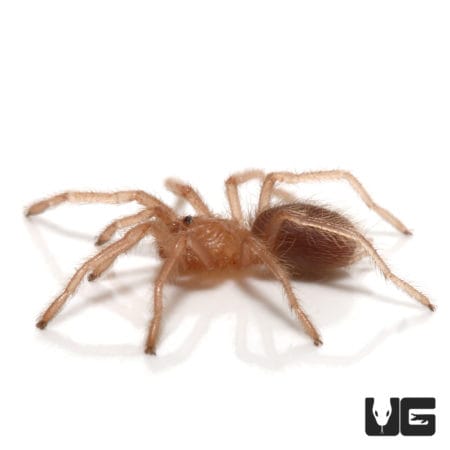 Valparaiso Rose Tarantula (Euathlus valparaiso) For sale - Underground Reptiles