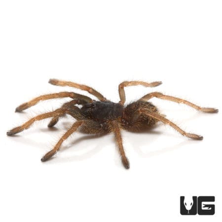 Vietnam "Silver" Tarantula (Ornithoctoninae sp. Vietnam "Silver") For sale - Underground Reptiles