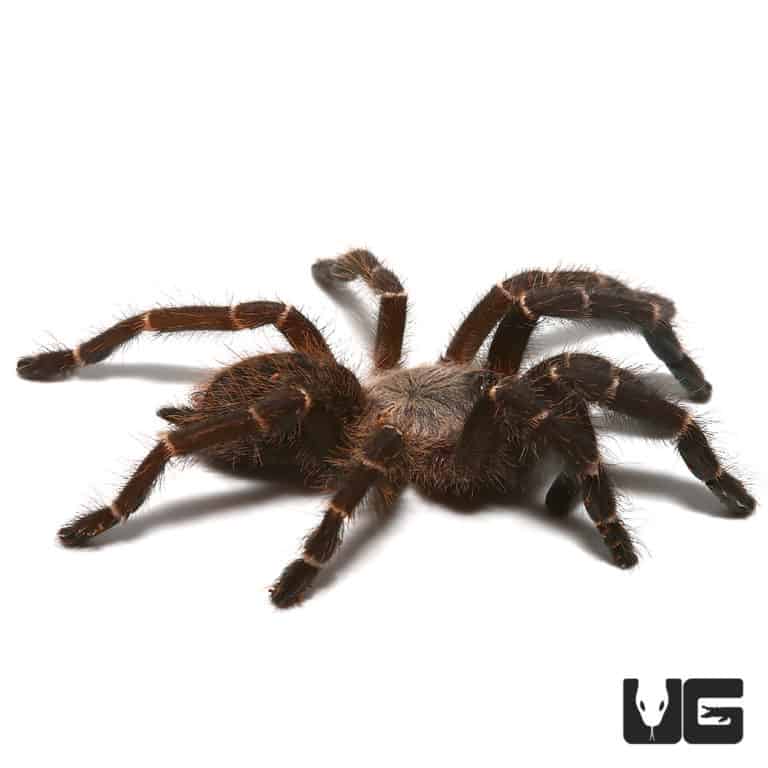 Bamboo Earth Tiger Tarantula (Taksinus bambus) For sale Underground