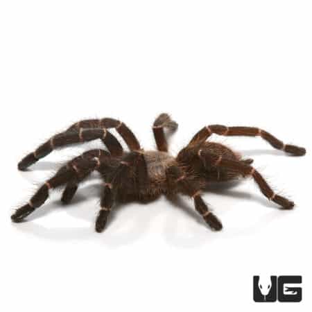 Bamboo Earth Tiger Tarantula (Taksinus bambus) For sale - Underground ...