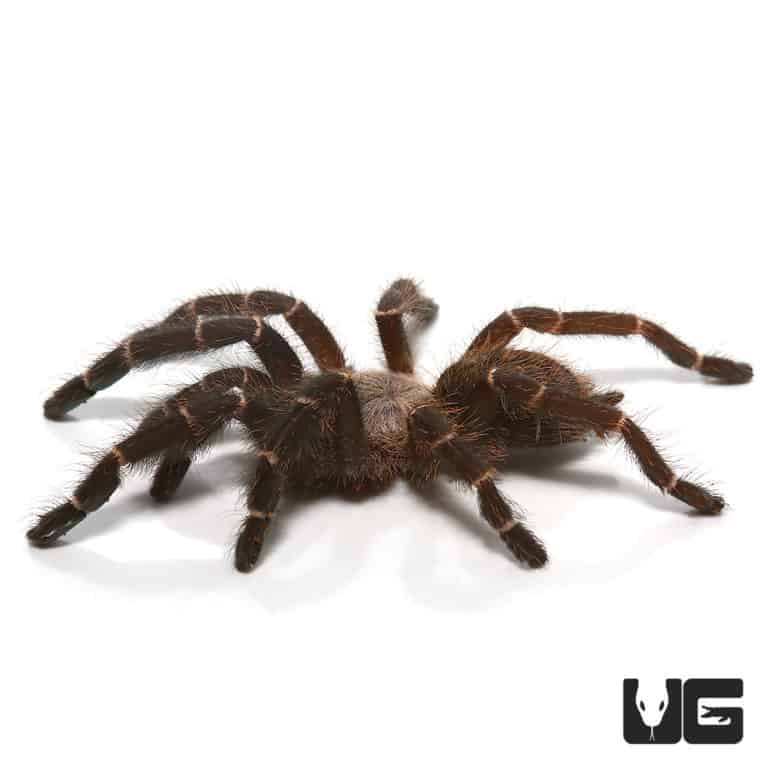 Bamboo Earth Tiger Tarantula (Taksinus bambus) For sale - Underground ...