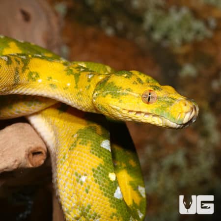 Adult Biak Green Tree Pythons (Morelia viridis) For Sale - Underground Reptiles