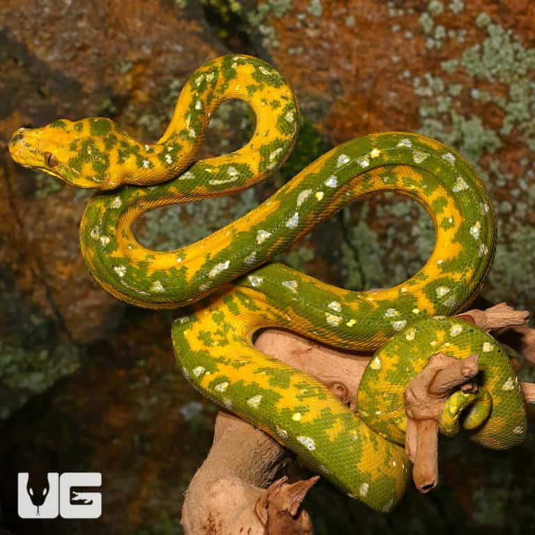 Green Tree Pythons For Sale - Underground Reptiles
